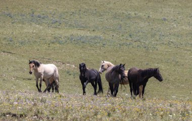 Yazın Montana 'daki Pryor Dağları' nda vahşi atlar
