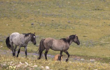 Yazın Montana 'daki Pryor Dağları' nda vahşi atlar