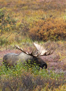 Alaska Yukon geyiği Sonbaharda Denali Ulusal Parkı Alaska 'da