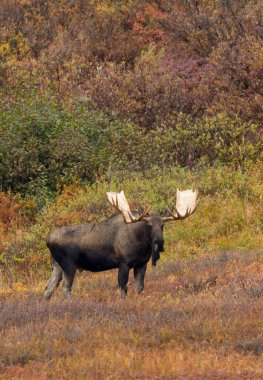 Alaska Yukon geyiği Sonbaharda Denali Ulusal Parkı Alaska 'da