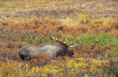 Alaska Yukon geyiği Sonbaharda Denali Ulusal Parkı Alaska 'da