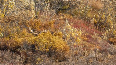 Alaska Yukon geyiği Sonbaharda Denali Ulusal Parkı Alaska 'da