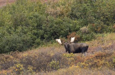 Alaska Yukon geyiği Sonbaharda Denali Ulusal Parkı Alaska 'da