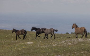 wild horses in summer in the Pryor Mountains Montana