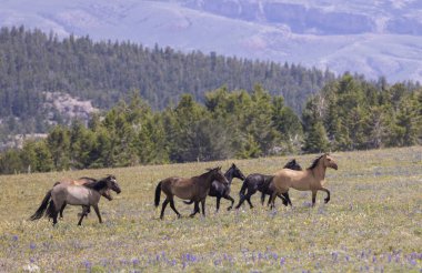 wild horses in summer in the Pryor Mountains Montana