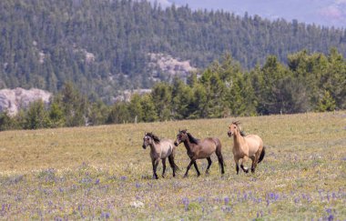 wild horses in summer in the Pryor Mountains Montana