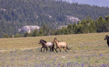 wild horses in summer in the Pryor Mountains Montana