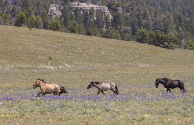 wild horses in summer in the Pryor Mountains Montana