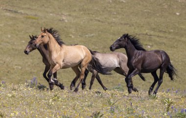 wild horses in summer in the Pryor Mountains Montana