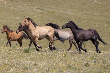 wild horses in summer in the Pryor Mountains Montana