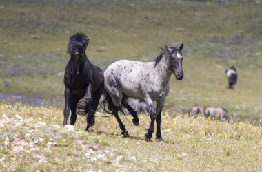 Yazın Pryor Dağları 'nda kavga eden bir çift vahşi at.