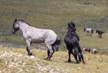 Yazın Pryor Dağları 'nda kavga eden bir çift vahşi at.