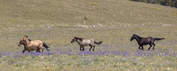 wild horses in summer in the Pryor Mountains Montana