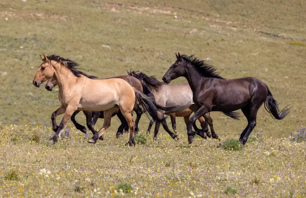 wild horses in summer in the Pryor Mountains Montana