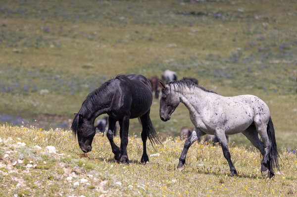 a pair of wild horse stallions sparring in summer in the Pryor Mountains Montana