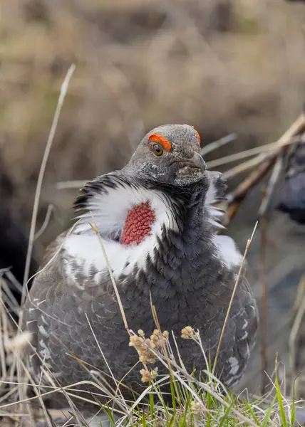 Yellowstone Ulusal Parkı Wyoming 'de baharda bir ladin tavuğu.