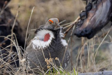 Yellowstone Ulusal Parkı Wyoming 'de baharda bir ladin tavuğu.