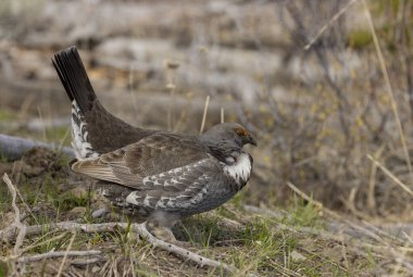 Yellowstone Ulusal Parkı Wyoming 'de baharda bir ladin tavuğu.