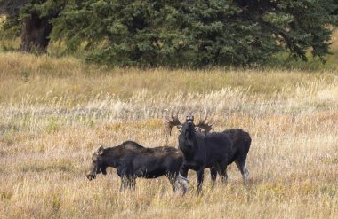 a bull and cow moose rutting in Wyoming in autumn