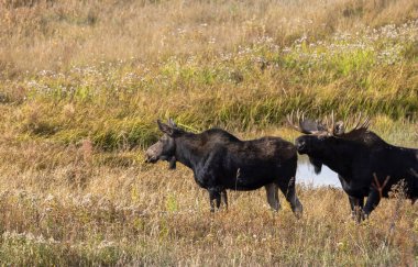 a bull and cow moose rutting in Wyoming in autumn