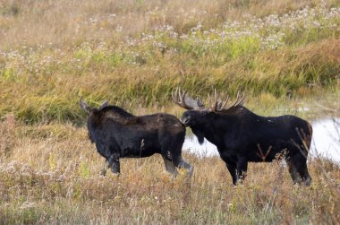 a bull and cow moose rutting in Wyoming in autumn