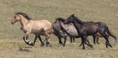 wild horses in summer in the Pryor mountains Montana