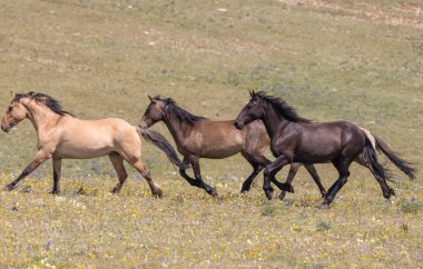 wild horses in summer in the Pryor mountains Montana