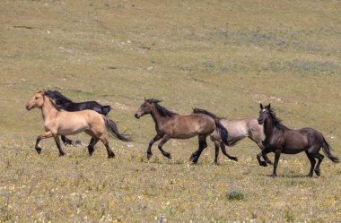 wild horses in summer in the Pryor mountains Montana