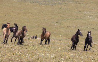 wild horses in summer in the Pryor mountains Montana