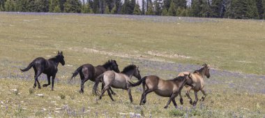 wild horses in summer in the Pryor mountains Montana