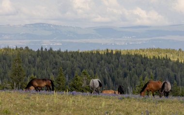 wild horses in summer in the Pryor mountains Montana