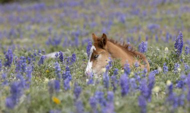 Yazın Montana 'daki Pryor Dağları' nda şirin bir at yavrusu.