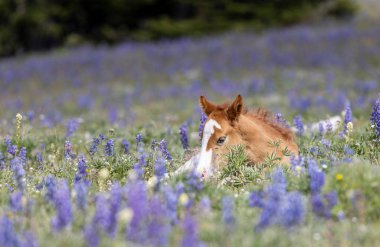Yazın Montana 'daki Pryor Dağları' nda şirin bir at yavrusu.