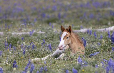 Yazın Montana 'daki Pryor Dağları' nda şirin bir at yavrusu.
