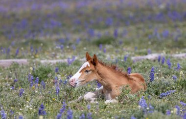 Yazın Montana 'daki Pryor Dağları' nda şirin bir at yavrusu.
