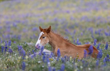 Yazın Montana 'daki Pryor Dağları' nda şirin bir at yavrusu.