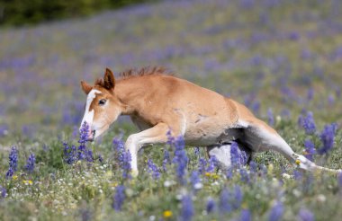 Yazın Montana 'daki Pryor Dağları' nda şirin bir at yavrusu.