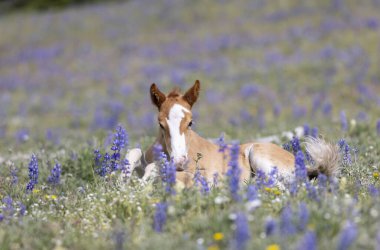 Yazın Montana 'daki Pryor Dağları' nda şirin bir at yavrusu.