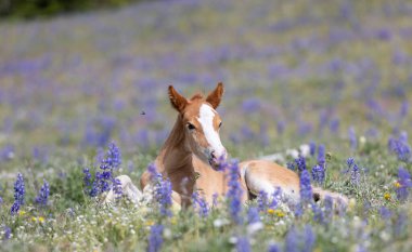 Yazın Montana 'daki Pryor Dağları' nda şirin bir at yavrusu.