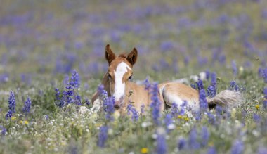 Yazın Montana 'daki Pryor Dağları' nda şirin bir at yavrusu.