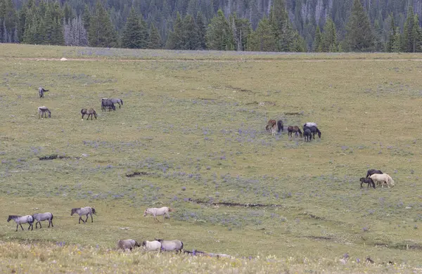 wild horses in summer in the Pryor mountains Montana