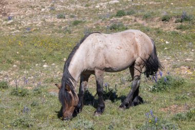 Pryor dağlarında vahşi bir at Yazın Montana 'da