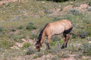 Pryor dağlarında vahşi bir at Yazın Montana 'da