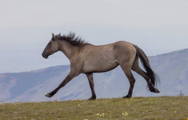 Pryor dağlarında vahşi bir at Yazın Montana 'da