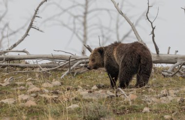 Baharda bir boz ayı Yellowstone Ulusal Parkı Wyoming 'de