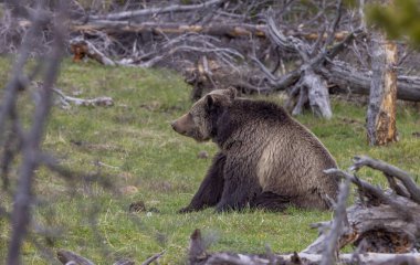 Baharda bir boz ayı Yellowstone Ulusal Parkı Wyoming 'de