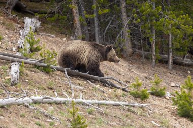 Baharda bir boz ayı Yellowstone Ulusal Parkı Wyoming 'de