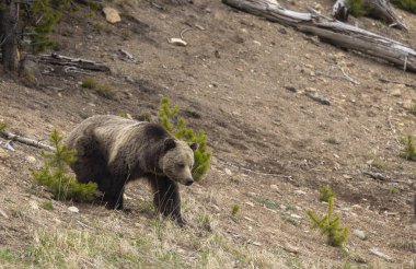 Baharda bir boz ayı Yellowstone Ulusal Parkı Wyoming 'de