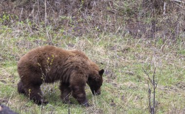Baharda Yellowstone Ulusal Parkı 'nda bir kara ayı.