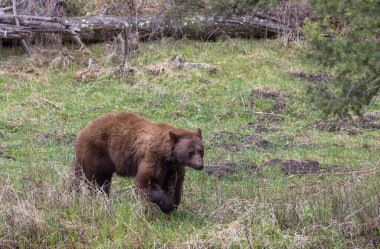 Baharda Yellowstone Ulusal Parkı 'nda bir kara ayı.